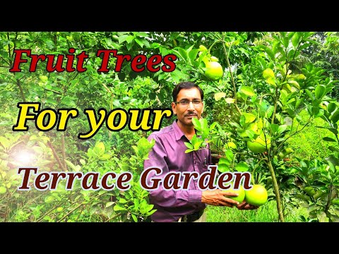 download lagu mp3 mp4 Cherry Fig Mumbai, download lagu Cherry Fig Mumbai gratis, unduh video klip Cherry Fig Mumbai