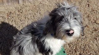 Molly   AussieDoodle   Tulsa Obedience Board & Train