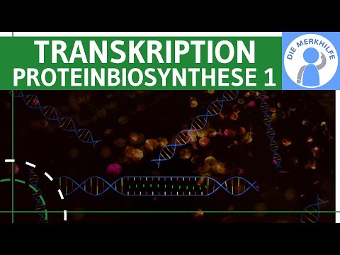 Transkription - Proteinbiosynthese 1 - Ziel, Ablauf & Phasen einfach erklärt - Genetik (Bio Abitur)
