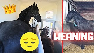 Bad news for Glendy. Queen👑Uniek was helped with her legs. Weaning Yfke | Friesian Horses