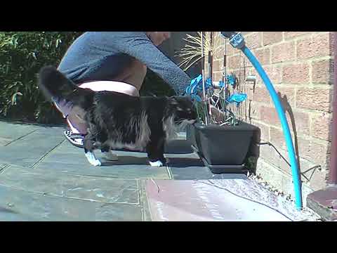 Spring is here! - Mr. Darcy, tuxedo cat