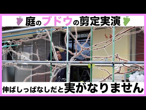 いつエンドウ豆を植えるのですか？生産を最適化し、収穫を成功させるにはどうすればよいでしょうか?  庭園