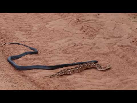 Black-Necked Spitting Cobra vs. Puff Adder, Ruaha 2/2020