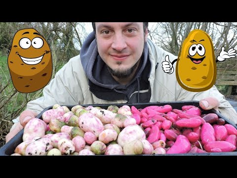 Ullucus Harvest - Second to the Potato