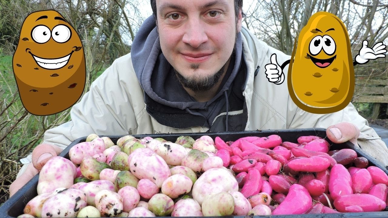 Ullucus Harvest - Second to the Potato - YouTube