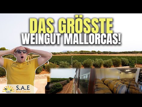 DAS GRÖSSTE WEINGUT MALLORCAS?!