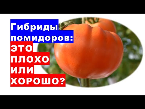 , title : 'Гибриды помидоров: это хорошо или плохо?'