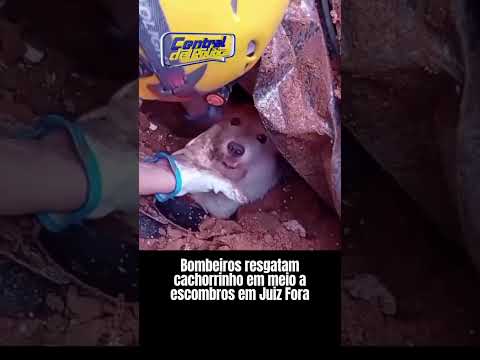 Cachorro é resgatado de dentro dos escombros em Minas Gerais