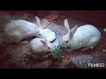rabbits dinner party