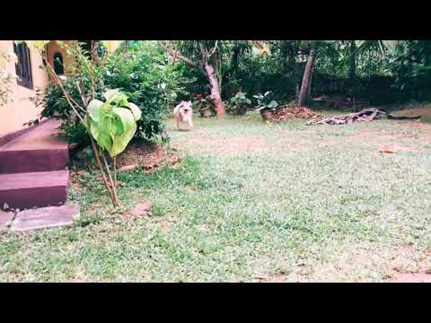 Frodo | Moments with Frodo