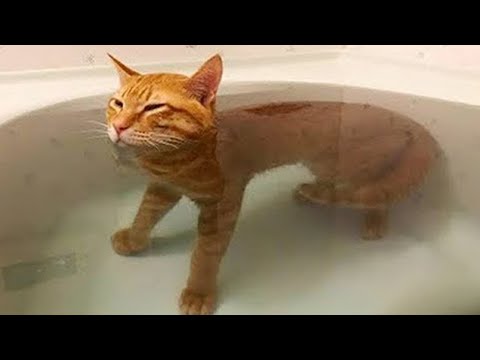 Baby Cats - Funny and Cute Baby Cat Videos Compilation - Cute Animals #cat #kittens #homepets