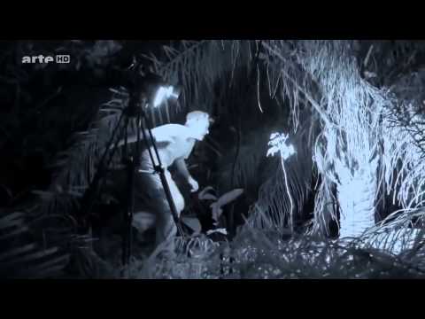 Nachts Tiere İn Amazonas Wäldern Hd Doku İn 2015 Deutsch