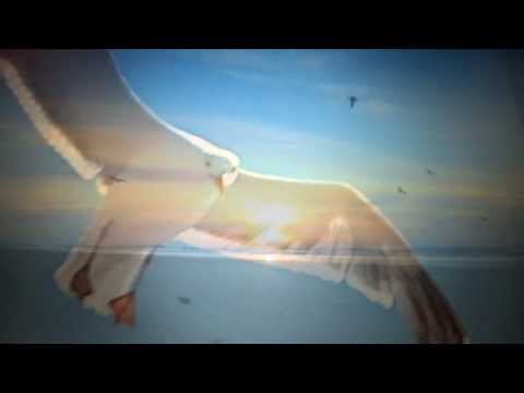 mischievous seagull   - dick van hemel