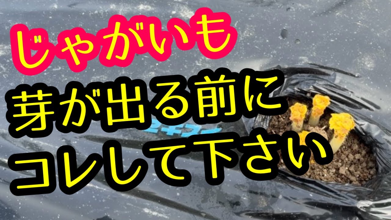 【じゃがいも】発芽する前にしておくと、あとあと楽々な作業を紹介しておきます。2026年。
