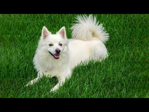 Neighbors Small Barking Dog Sound | 1 Hour Loop