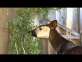 San Diego Zoo Welcomes Newborn Okapi Calf