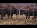 Big Bone Lick State Park is a window into the past - LOCAL 12 Big Bone Lick State Park is a window into the past