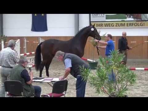 Sandro Boy-Crawford stallion * 2013