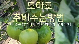 #토마토재배방법 #토마토 추비 주는방법에 따라서 차이가 많이 납니다