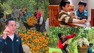 Download lagu Harvesting 7,000 kg of sweet, ripe oranges on the mountain. The joy of the farmers- Ly Thanh Thuy  mp3