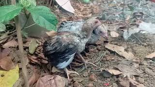 Uwak (chix fighting)