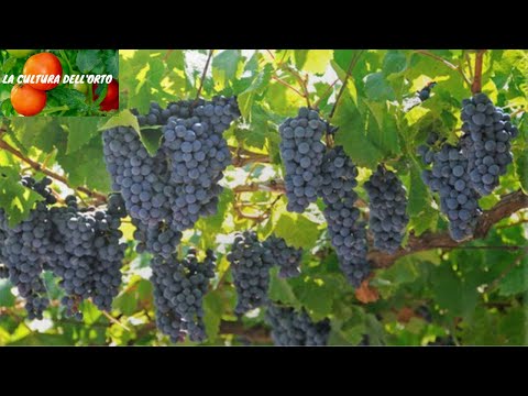 How WINE is made. The VINIFICATION process.