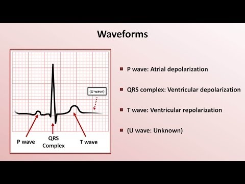 Intro to EKG Interpretation - Waveforms, Segments, and Intervals