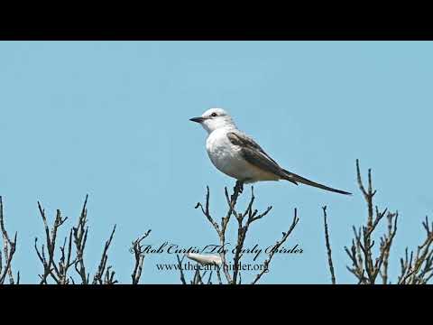 postriežkar vidlochvostý (Tyrannus forficatus) — biotop a pohyb