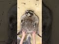 Which Jelly Are You The Ultimate Wobbly Animal Challenge Shorts