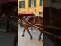 HORSE CART OUTSIDE LEANING TOWER OF PISA ITALIAN TRAVELS IN TUSCANY ITALY