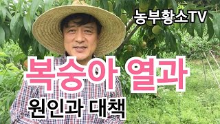 복숭아 열과 고민 해결 방법은? /원인과 대책