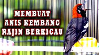 Download lagu ANIS KEMBANG JADI RAJIN BERKICAU JIKA DIPUTARKAN INI  #aniskembang mp3