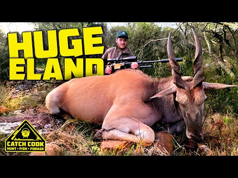 Hunted My first BIG African Eland & Cooked It's HEART & LIVER Video