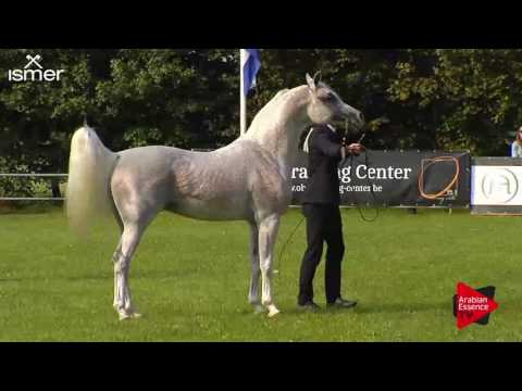N.93 LISSAR - Ströhen 2017 C-Show - 10 Years and Older Stallions (Class 14)