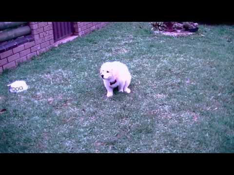Samriever puppy takes his first shit. (Samoyed x Golden retriever)