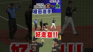 【一瞬のスキを逃さない！】これぞ植田海の神走塁！！（2026年8月19日 阪神ーヤクルト） #サンテレビボックス席