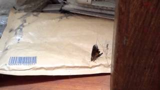 spider vs. moth