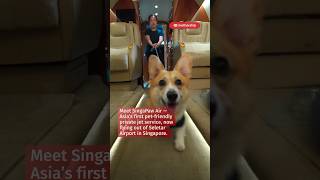 Inside Singapaw Air, a pet-friendly private jet service based in S'pore