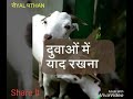 WhatsApp Status Bakrid Special