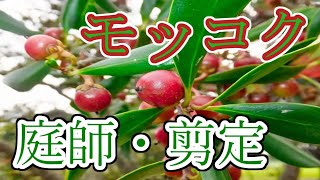 【植木・剪定】　モッコク編
