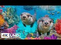 Aquarium 4K VIDEO ULTRA HD Beautiful Coral Reef Fish Relaxing Sleep Meditation Music