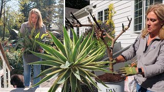 How I overwinter tender plants 🌴