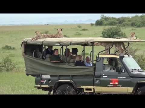 Cheetah jumps into a Safari Vehicle - Masai Mara - Kenya