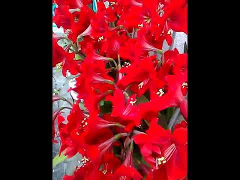 アマリリスの成長を促進し、再び花を咲かせる天然肥料は何ですか?  庭園