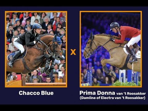 Chacco Blue x Prima Donna van 't Roosakker (gender: filly)