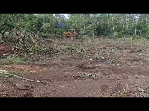 Trabalhos iniciados em Belterra, para o Campo do Amazônia Independente. 