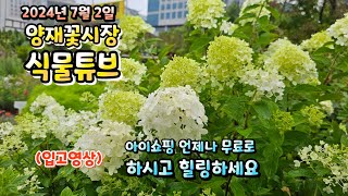 양재꽃시장 식물튜브 2024년 7월 2일 입고영상 시청 하시면서 힐링타임 되세요~  #양재꽃시장 #식물튜브 …