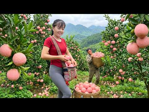 Harvesting Fresh Tangerines for Market | Growing Pumpkins on the Countryside Farm