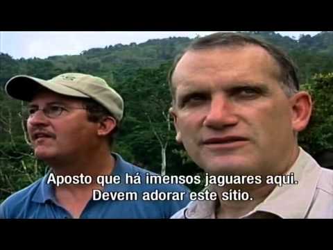 A Procura do Jaguar - In Search of Jaguar
