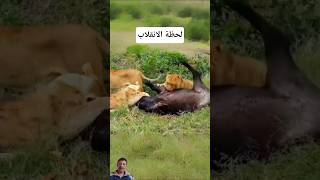 اللحظة الي تحولت بهاالشجاعة إلى فخمميت #shorts